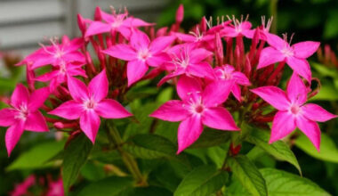 Hortenzija nebėra favoritė – sodus užkariauja naujas efektingas krūmas