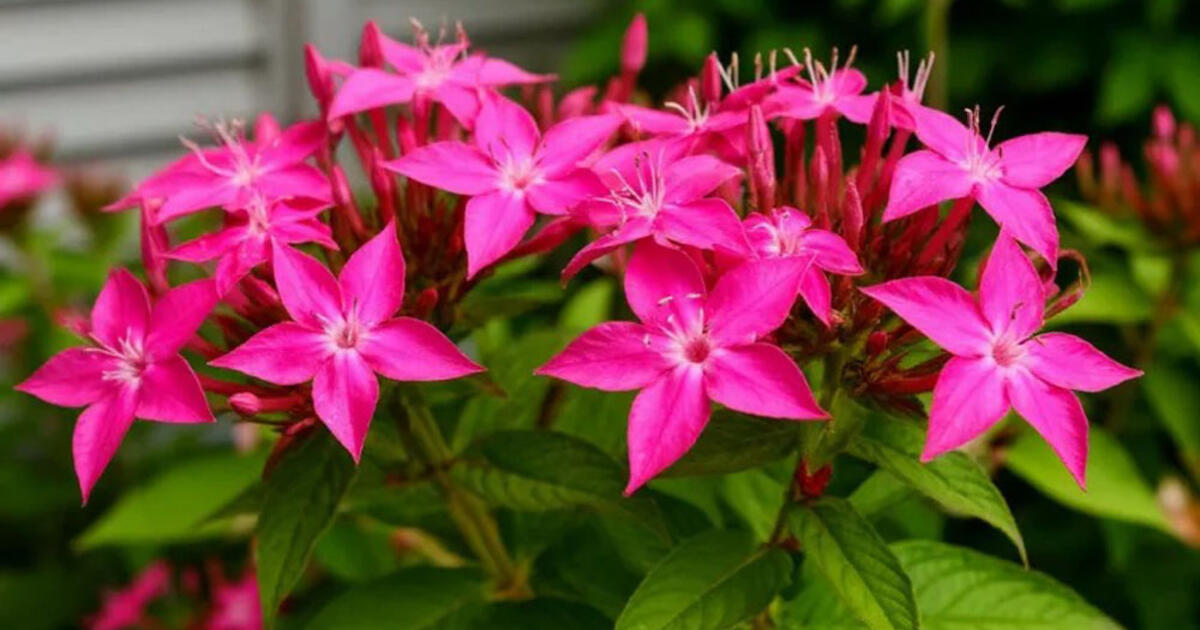 Hortenzija nebėra favoritė – sodus užkariauja naujas efektingas krūmas