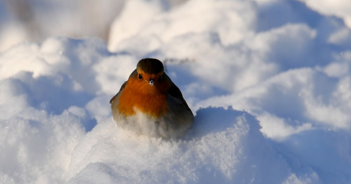 Sausio 21 d. vardadieniai ir kitos įdomybės - Respublika.lt