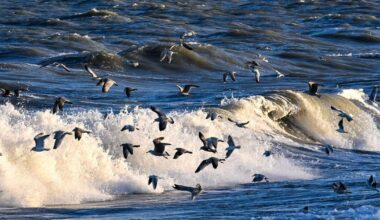 Sausio 14 d. vardadieniai ir kitos įdomybės - Respublika.lt