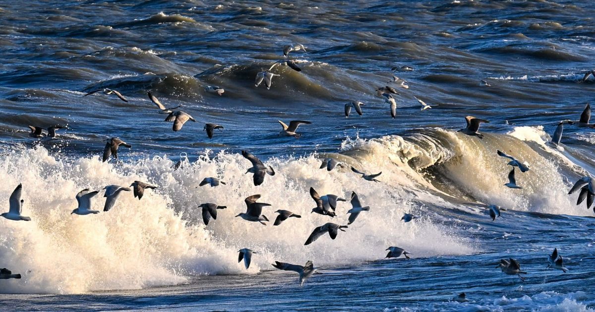 Sausio 14 d. vardadieniai ir kitos įdomybės - Respublika.lt