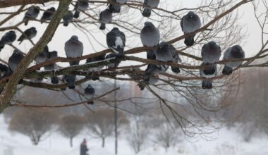 Sausio 28 d. vardadieniai ir kitos įdomybės - Respublika.lt