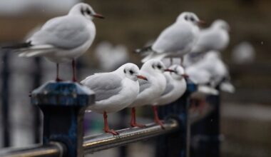 Sausio 31 d. vardadieniai ir kitos įdomybės - Respublika.lt