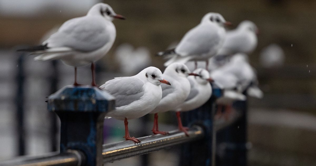 Sausio 31 d. vardadieniai ir kitos įdomybės - Respublika.lt