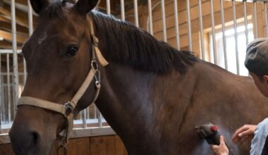 Tituluotam raiteliui – nuosprendis už suomės išžaginimą prabangiame žirgyne - Respublika.lt