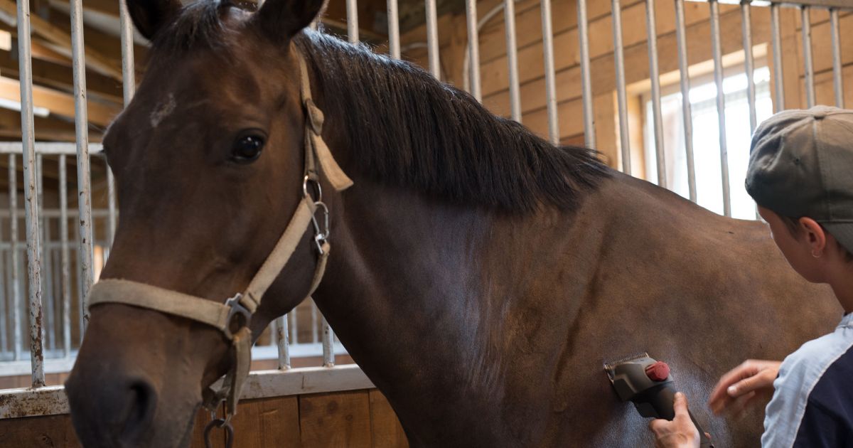 Tituluotam raiteliui – nuosprendis už suomės išžaginimą prabangiame žirgyne - Respublika.lt