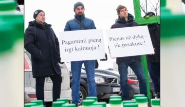 Karvės jau vežamos į mėsos kombinatus - Respublika.lt