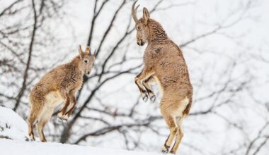 Sausio 22 d. vardadieniai ir kitos įdomybės - Respublika.lt
