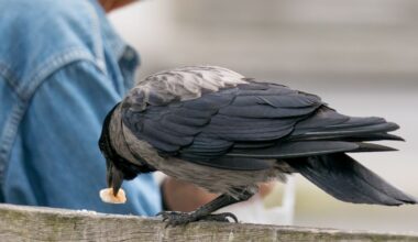 Vitalijus DIGREVIČIUS: Varna ir Lapė (kai kam pasakėčia) - Respublika.lt