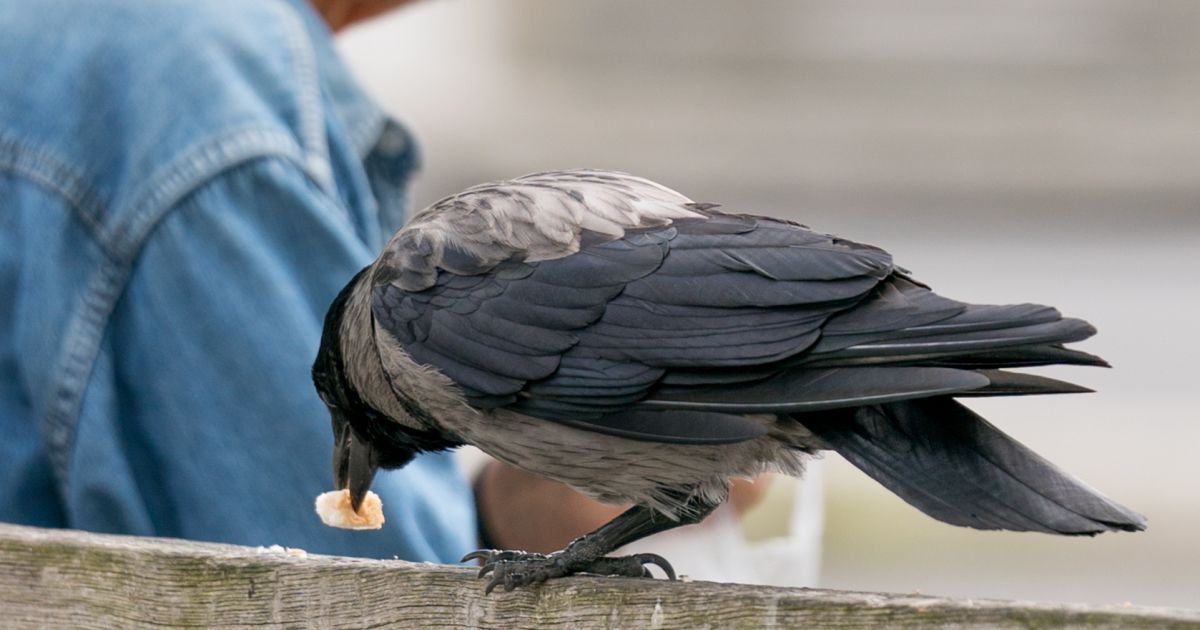 Vitalijus DIGREVIČIUS: Varna ir Lapė (kai kam pasakėčia) - Respublika.lt