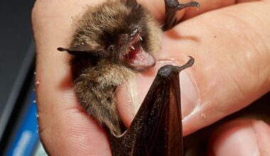 Dėl viruso - griežtesnė kontrolė - Respublika.lt