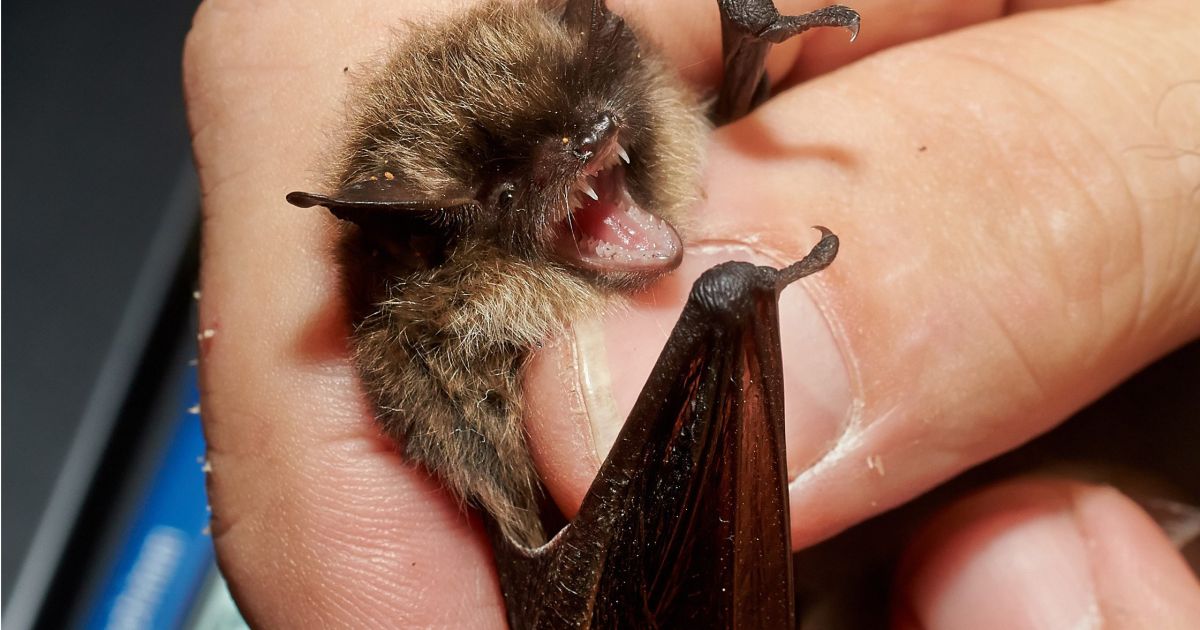 Dėl viruso - griežtesnė kontrolė - Respublika.lt