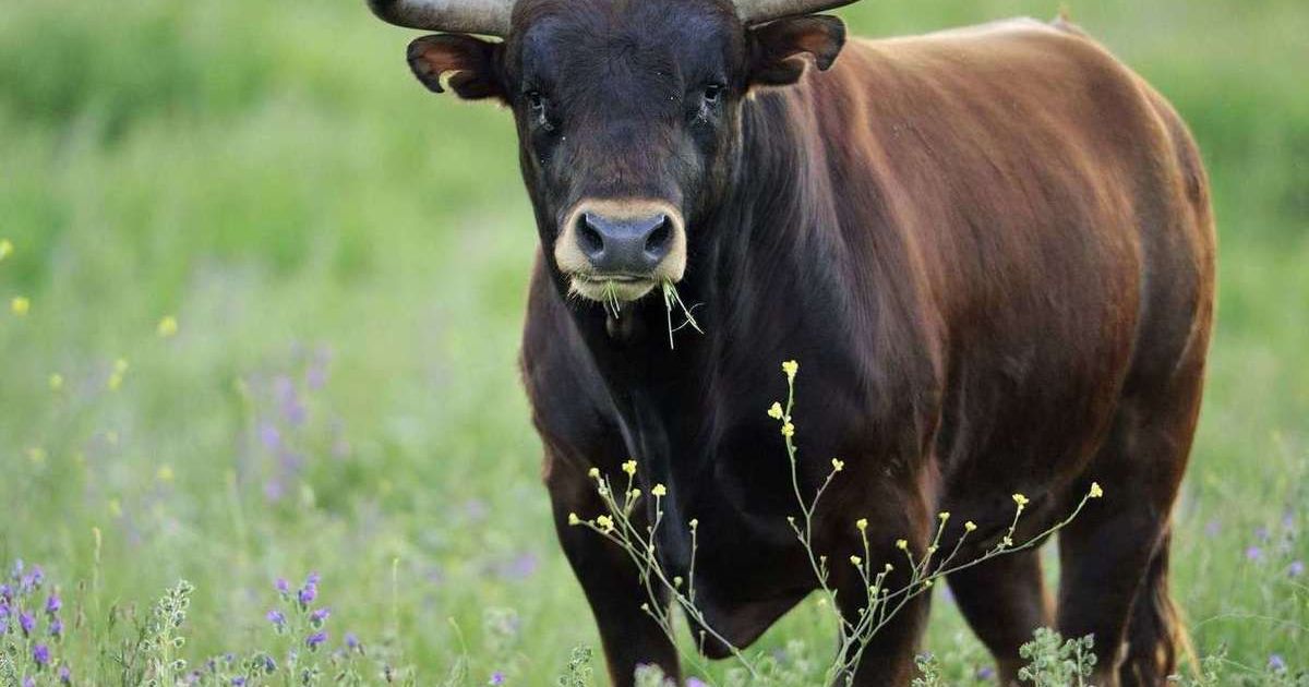 Teismas sprendžia, ar ūkininkė kalta dėl jaučio mirtinai sužaloto senolio - Respublika.lt