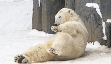 Baltasis lokys užpuolė ir sužalojo tris žmones - Respublika.lt