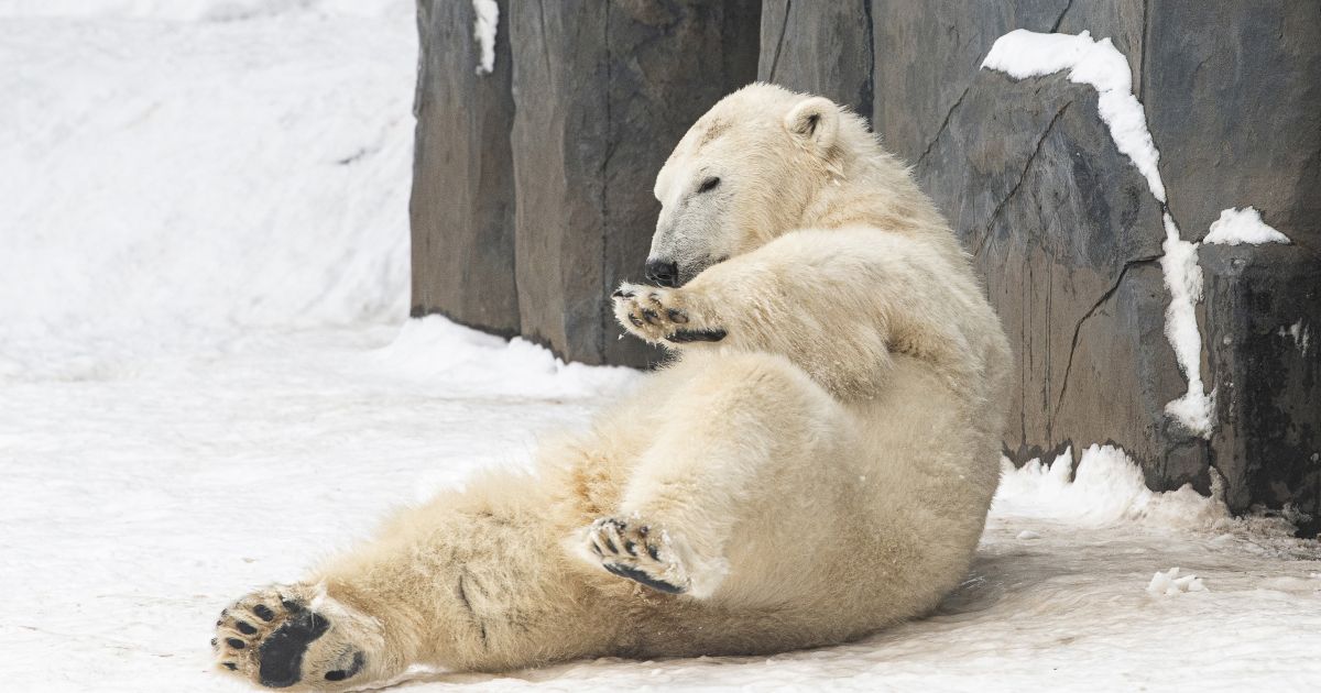 Baltasis lokys užpuolė ir sužalojo tris žmones - Respublika.lt