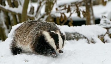 Ką pasakys barsukas? - Respublika.lt