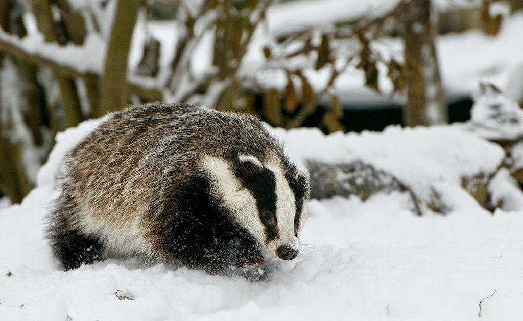 Ką pasakys barsukas? - Respublika.lt