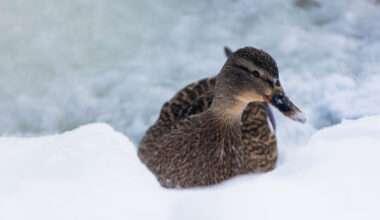 Žiema dar parodys nagus: Lietuvą užklups sniegas, vėjas ir lijundra