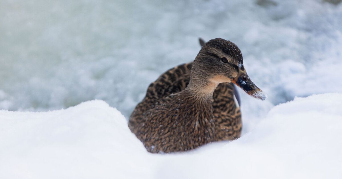 Žiema dar parodys nagus: Lietuvą užklups sniegas, vėjas ir lijundra