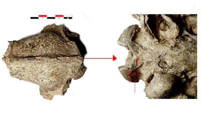 Pjovimo žymės šuns kaukolėje iš Emporion Pistiros vietovės dabartinėje Bulgarijoje.
