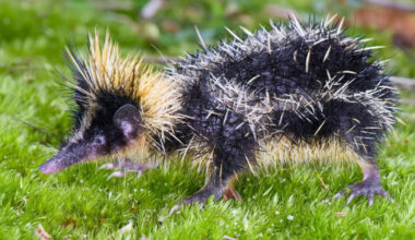 susipažinkite su vienu keisčiausių gyvūnų