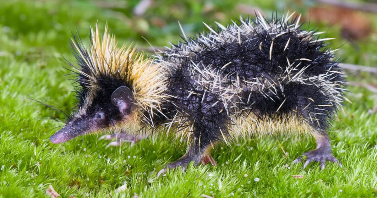 susipažinkite su vienu keisčiausių gyvūnų