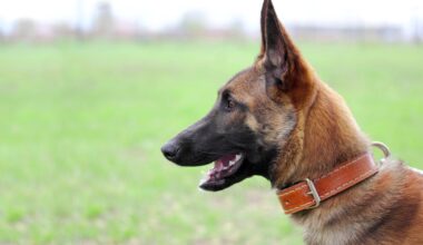 200 tūkst. dolerių – už du šunis