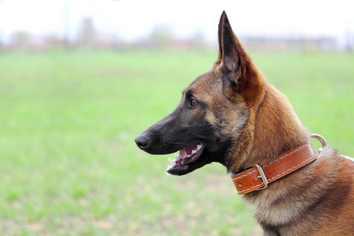 200 tūkst. dolerių – už du šunis