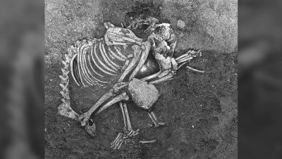 Geležies amžiaus šuns griaučiai iš archeologinės vietovės Bulgarijoje.