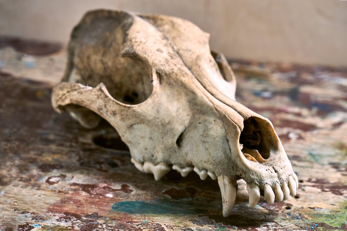 Palaikus ištyrę mokslininkai nustatė, ką anksčiau valgė europiečiai: šiurpu net pagalvoti