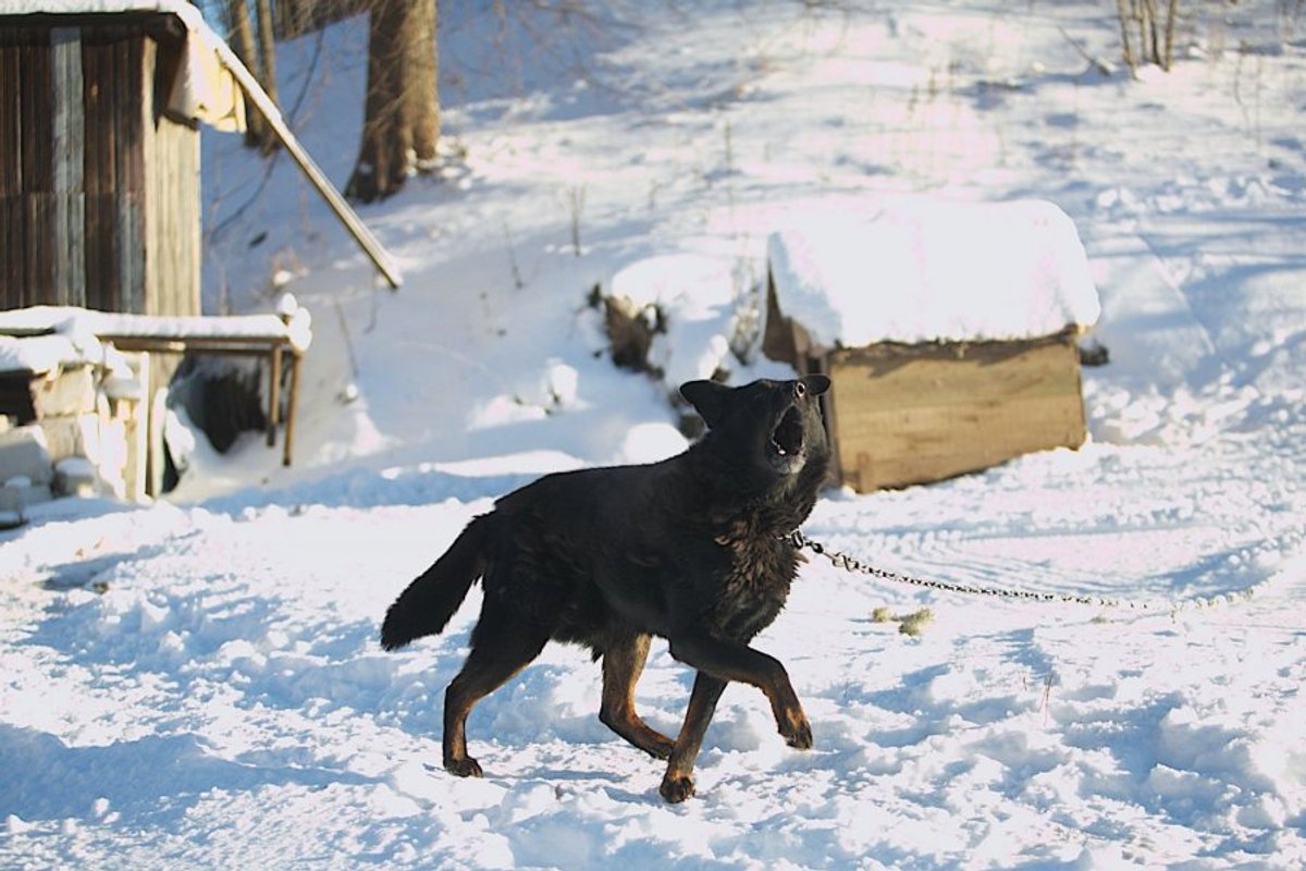 Ragina imtis veiksmų uždrausti laikyti lauke pririštus šunis