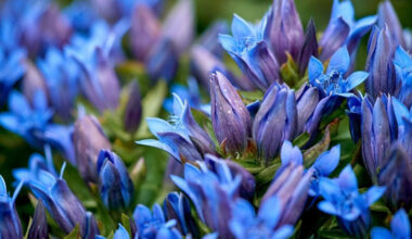 Kosminis mėlyno aksomo žydėjimas: sėją pradedame jau vasarį
