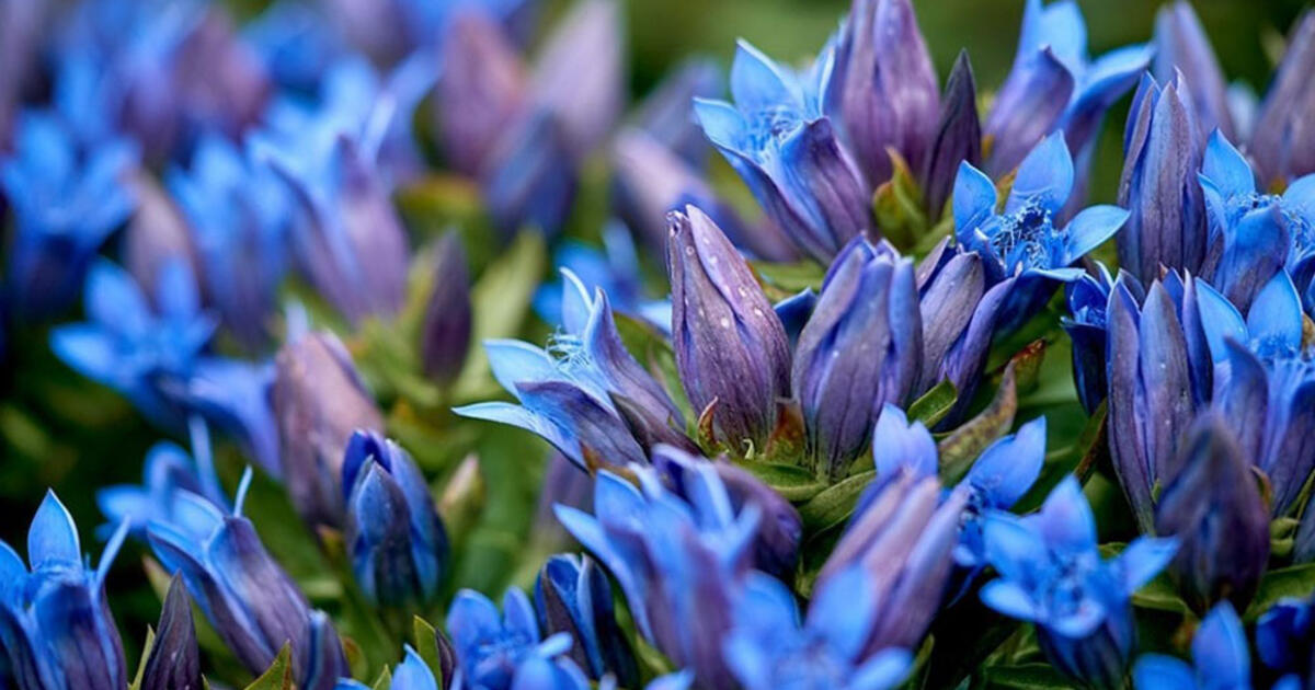 Kosminis mėlyno aksomo žydėjimas: sėją pradedame jau vasarį