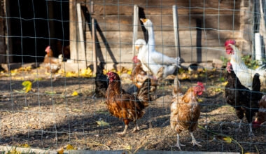 Lietuvoje – pirmasis pavojingos ir ypač užkrečiamos Niukaslo ligos atvejis: „Pavojus realus visiems ūkiams“ | Verslas
