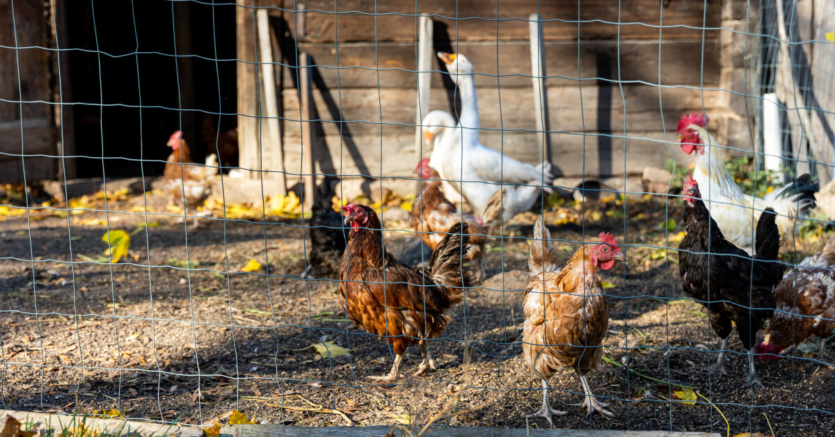 Lietuvoje – pirmasis pavojingos ir ypač užkrečiamos Niukaslo ligos atvejis: „Pavojus realus visiems ūkiams“ | Verslas