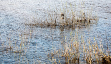 Kaune nuo tilto nušoko vaikinas, jis išvežtas į ligoninę