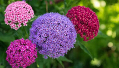 krūmas, tapęs 2026 metų sezono atradimu