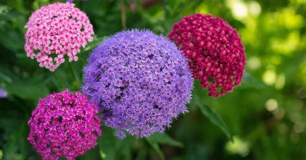 krūmas, tapęs 2026 metų sezono atradimu