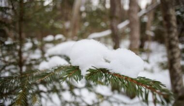Dėl miške rastos poros mirties priežasties tyrimas nutrauktas - Respublika.lt