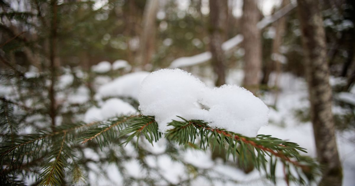 Dėl miške rastos poros mirties priežasties tyrimas nutrauktas - Respublika.lt