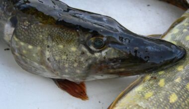 Įsigalioja draudimas žvejoti lydekas - Respublika.lt