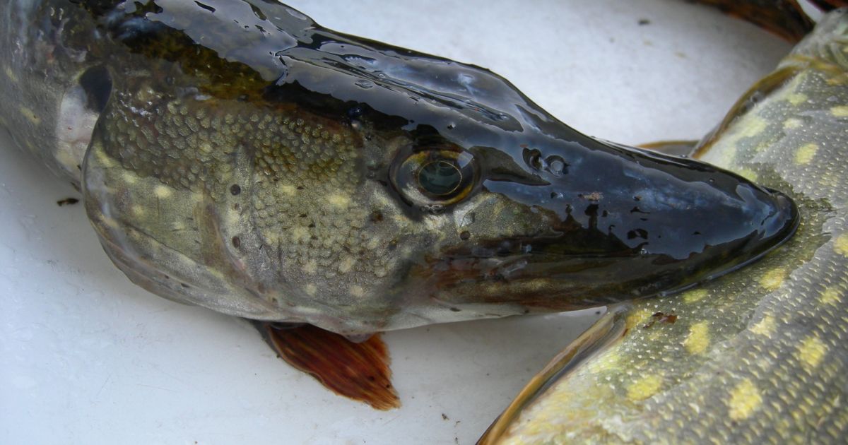 Įsigalioja draudimas žvejoti lydekas - Respublika.lt