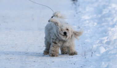 Šaltis iki minus 28 laipsnių ir 549 uždarytos mokyklos: kas vyksta Lenkijoje - 15min.lt