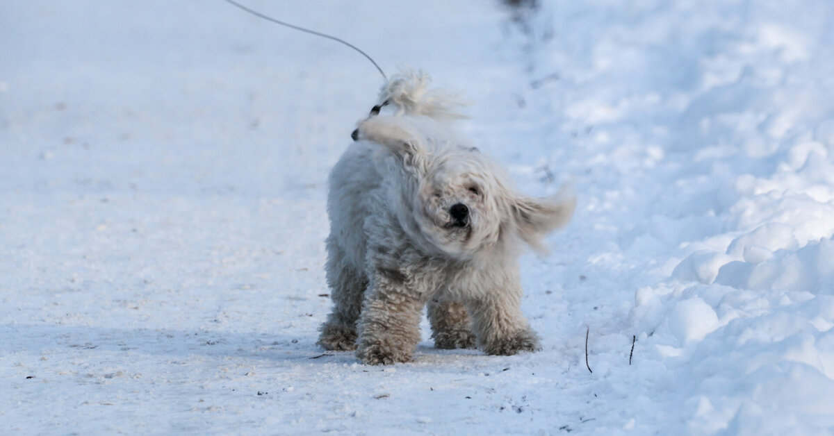 Šaltis iki minus 28 laipsnių ir 549 uždarytos mokyklos: kas vyksta Lenkijoje - 15min.lt