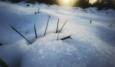 Po rekordinių šalnų – netikėta prognozė