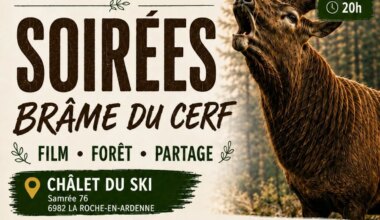 La Roche-en-Ardenne > Balade > Brame du cerf à Samrée 2026