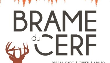 La Roche-en-Ardenne > Gastronomie > Soirées Brame du Cerf au Parc à Gibier 2026