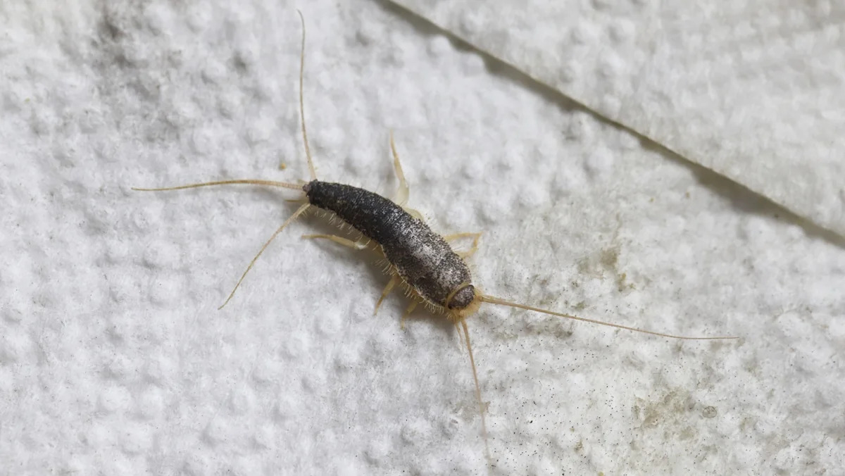Luxembourg library on high alert for voracious insect that threatens its books