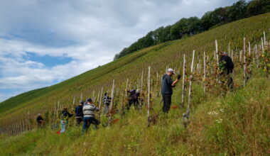 Expert insight: The future of Luxembourg's wines in a changing climate