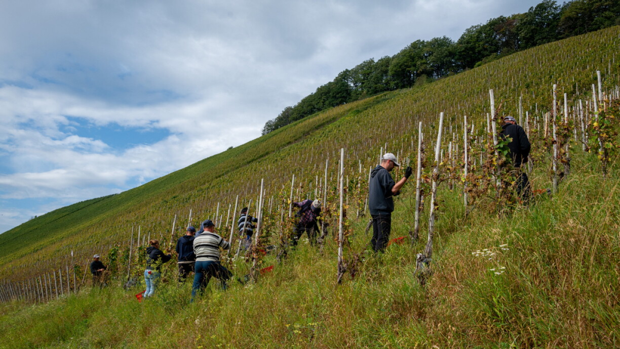 Expert insight: The future of Luxembourg's wines in a changing climate